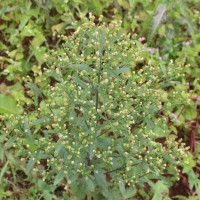 <i>Erigeron bonariensis</i>  L.